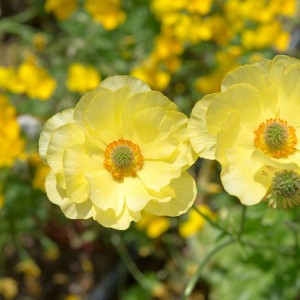 Луковица анемоны Лейнцигская