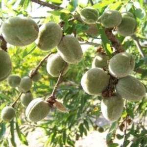 Саженцы Миндаля Комплект 3 саженцев Миндаля Виктория