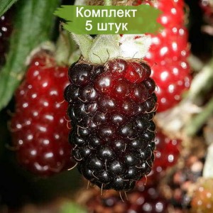 Саженцы красной ежемалины Техас (Tehas) -  комплект 5 шт.