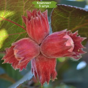 Саженцы фундука Московский рубин -  комплект 5 шт.