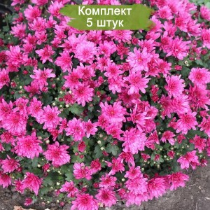 Саженцы сиреневой хризантемы мультифлоры Пауло Лилак (Paularo Lilak) -  комплект 5 шт.