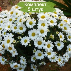 Саженцы белой хризантемы мультифлоры Верано Джей (Verano Jay) -  комплект 5 шт.