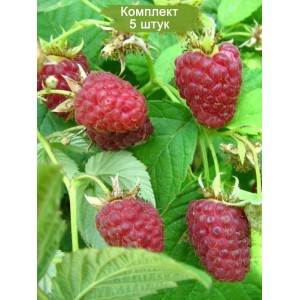 Саженцы ремонтантной малины Бабье лето (Красная) -  комплект 5 шт.