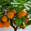 Комплект 5шт / Мандарин Нова