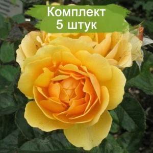 Саженцы штамбовой розы Эмбер Куин (Amber Queen) -  комплект 5 шт.