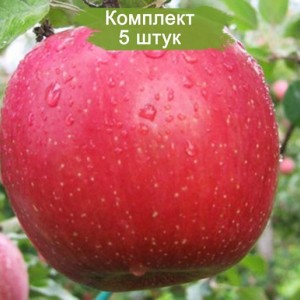 Саженцы яблони Фуджи (Fuji) -  комплект 5 шт.