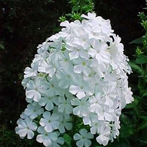 Саженец флокса Вайт Адмирал ( White Admiral )