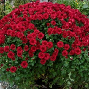 Саженец хризантемы мультифлора Бранроял (Branroyal) бордовая