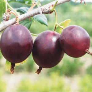 Саженец крыжовника Финик