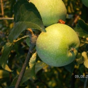 Саженец яблони Кутузовец