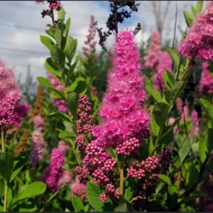 Саженец спиреи Билларда