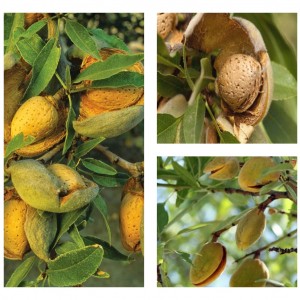 Саженцы миндаля Комплект саженцев М4 (Миндаль Удовольствие, Алуштинский,Милас)