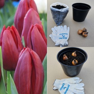 Луковицы тюльпана. Набор для выгонки 3 шт - Тюльпан Стронг Лав