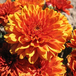 Саженец хризантемы мультифлора Арес Бронз  (Ares Bronz) (Оранжевая )