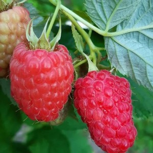 Саженец ремонтантной малины Херитейдж (Heritage) (Красная)