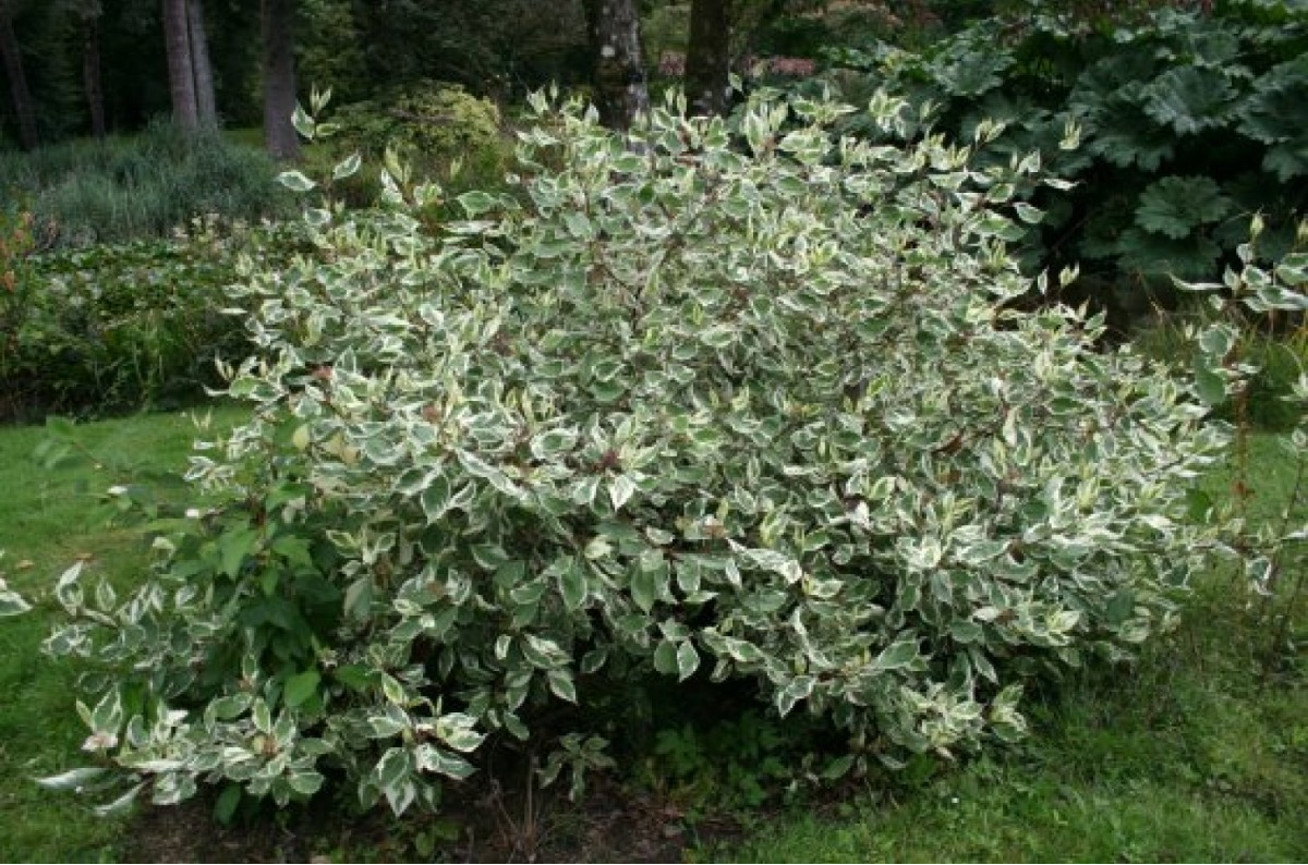 Кустарник дерен элегантиссима фото. Дерен белый Cornus Alba elegantissima. Дерен белый 'elegantissima'. Дерен вариегатный.